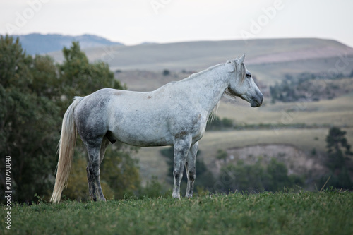 Grey Gelding