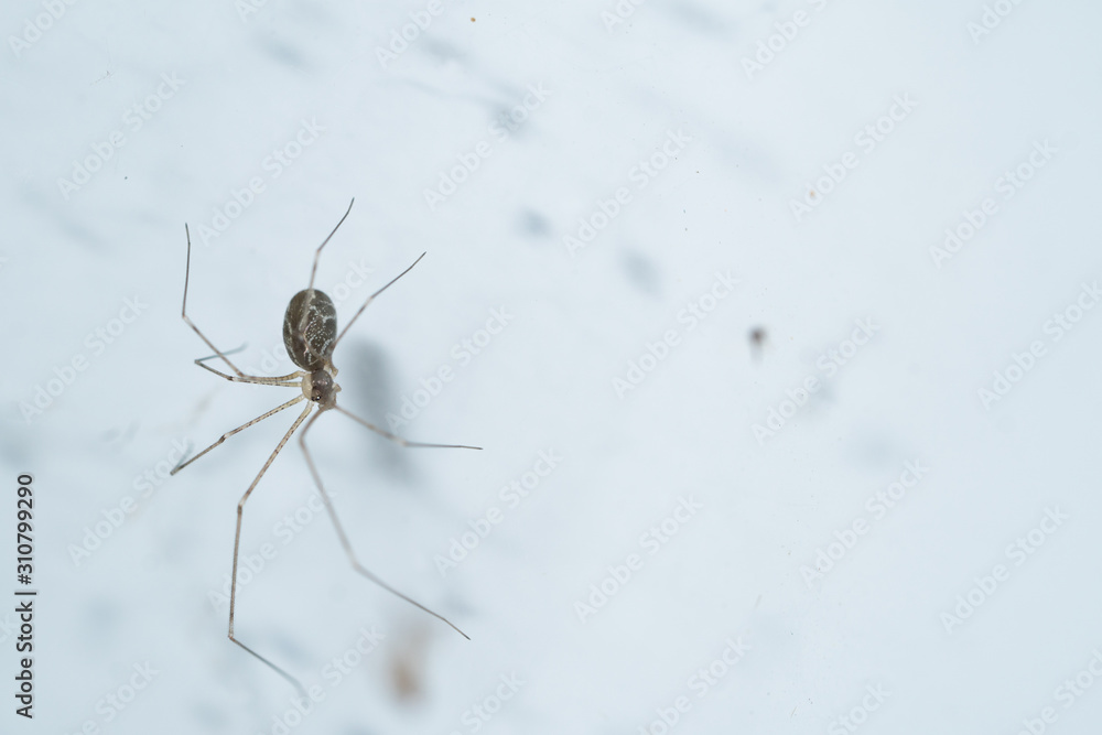 cellar spiders daddy long-legs close up macro - obrazy, fototapety, plakaty 