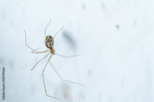 cellar spiders daddy long-legs close up macro