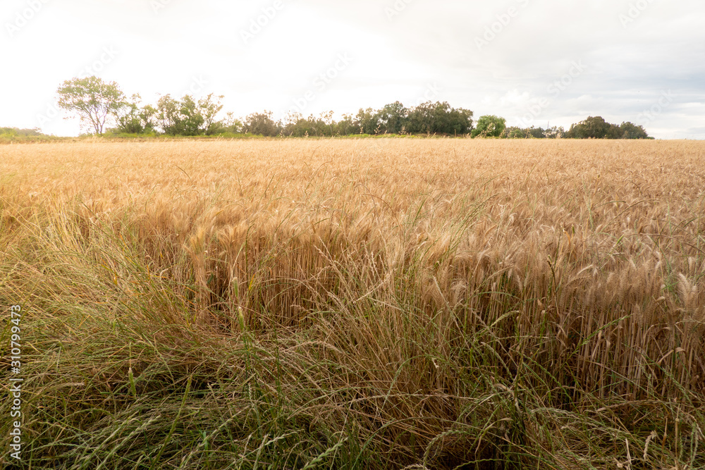 Fototapeta premium dramatic storm clouds over wheat fields&nbsp;