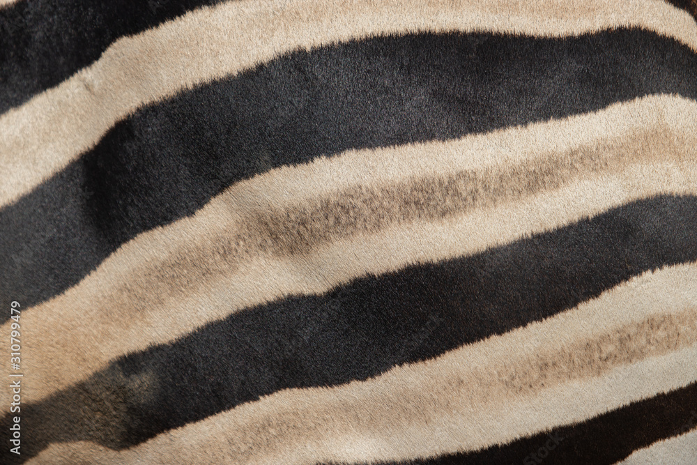 Portrait of a zebra. Close-up. Portrait of a zebra. Close-up.
