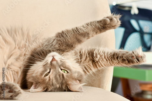 Sleeping cat on chair