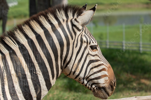Portrait of a zebra. Close-up.