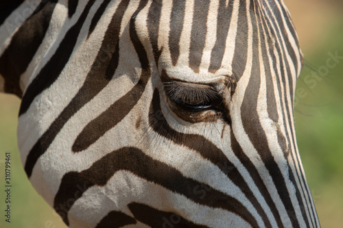 Portrait of a zebra. Close-up.