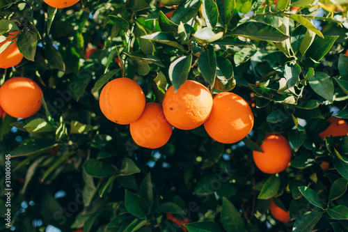 Ripe orange fruits hanging on a tree in the farm. citrus fruits on the branches. this oranges on citrus tree branches