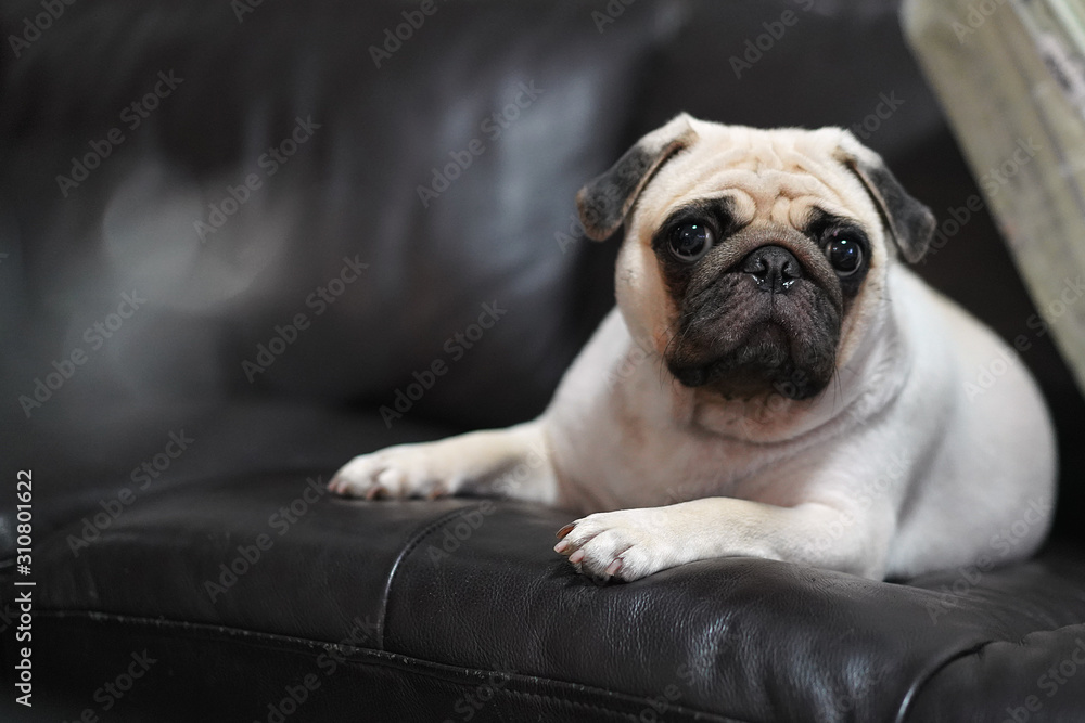 Cute white Pug Dog lying on Black leather Sofa.