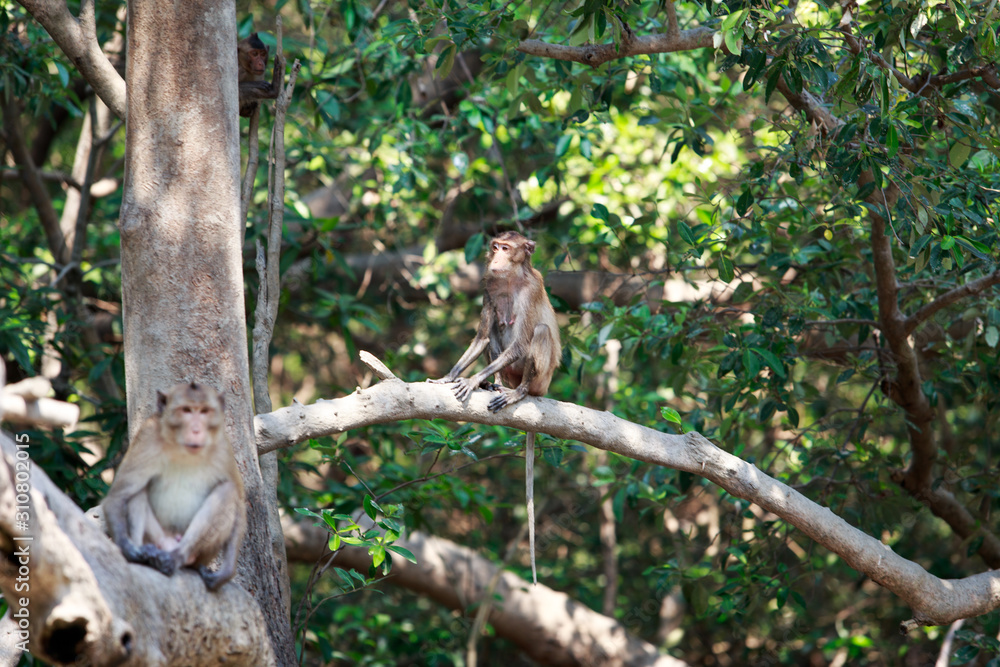 monkey in the forest monkey in the forest