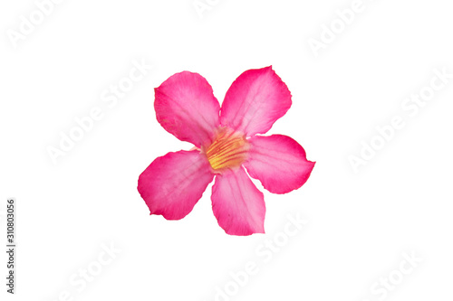 Azalea flowers isolated on a white background.