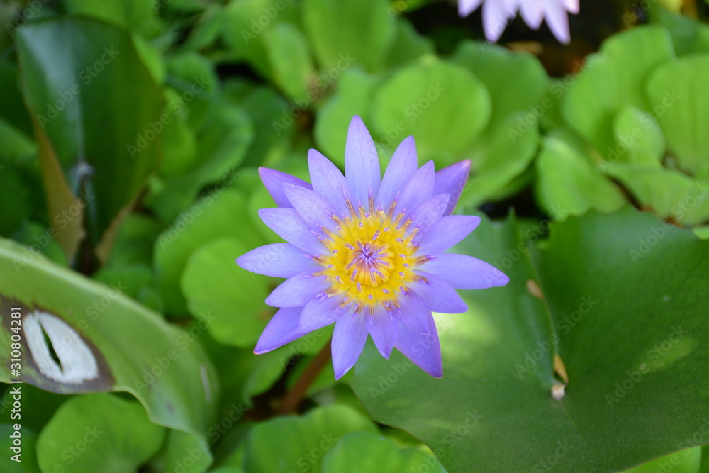 flower in the garden flower in the garden