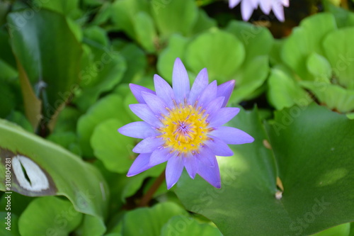 flower in the garden