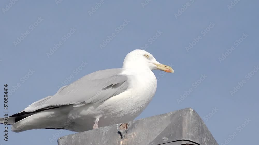 European herring gull sitting on stilt and looking in the nature in front of blue sky European herring gull sitting on stilt and looking in the nature in front of blue sky