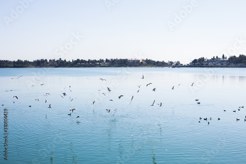 Wallpaper Mural Birds on the river, lake or blue sea in the nature. Seagulls by the sea or river. Torontodigital.ca