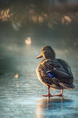 Ingelijste posters Grijs Portret van wilde eend close-up  © EG Images