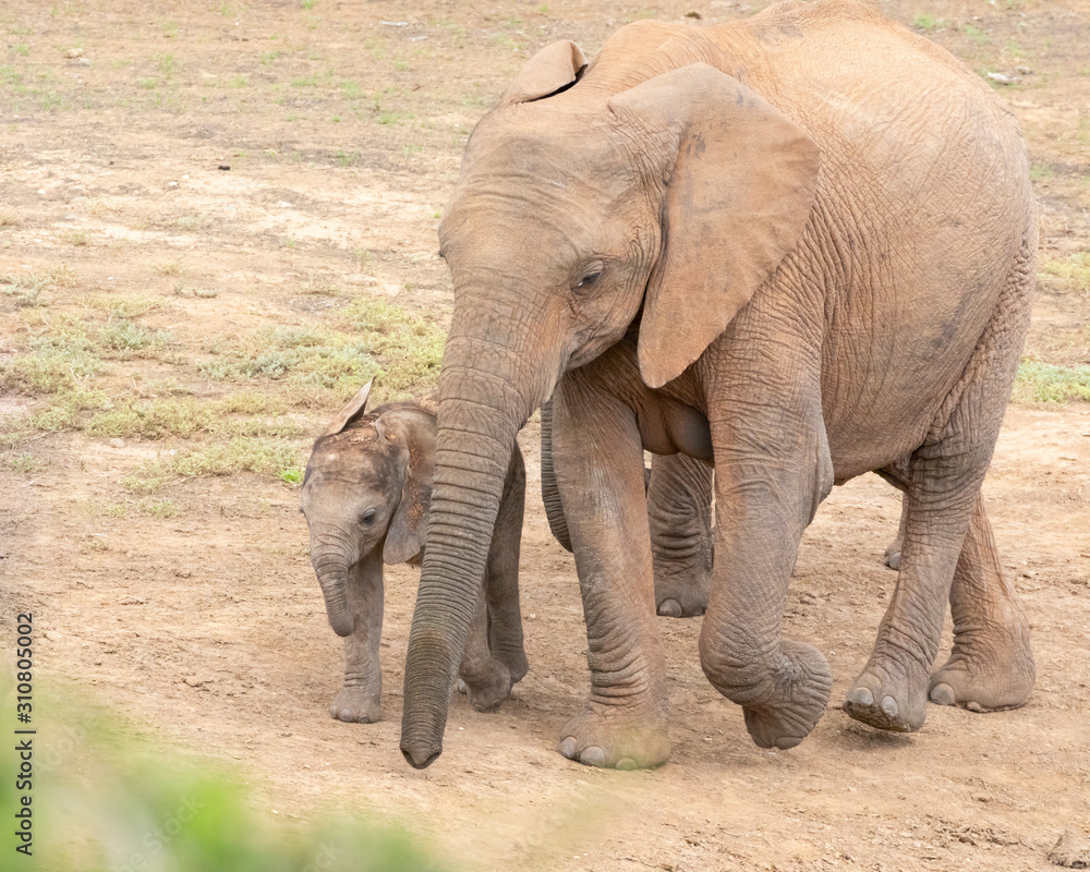 Fototapeta premium African Elelphant (Loxodonta africana) cow with young baby calf, Addo Elelphant National Park, Eastern Cape, South Africa