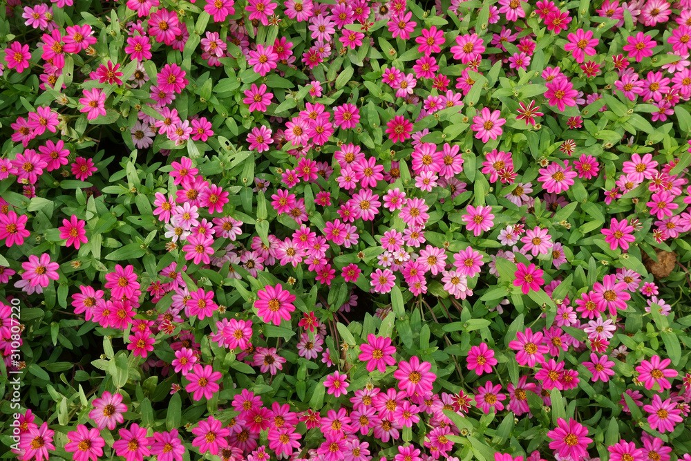 pink flowers blooming n the garden, nature background 