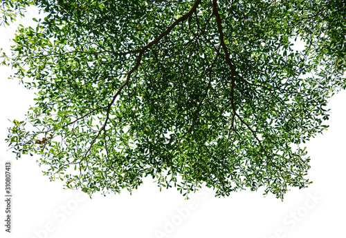 tree with green leaves isolated on white background