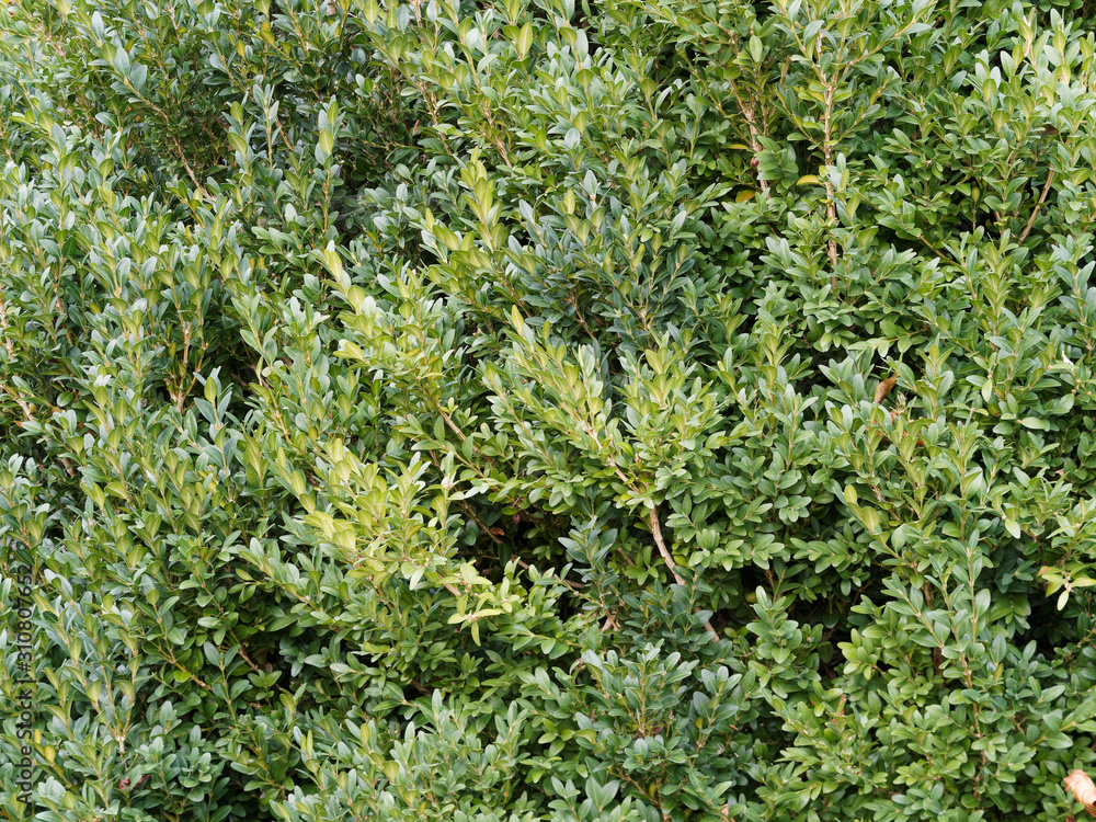 (Buxus sempervirens) Common box or boxwood, an ornamental shrub with small yellow-green oval, opposite leaves along stems, scented greenish-yellow flowers