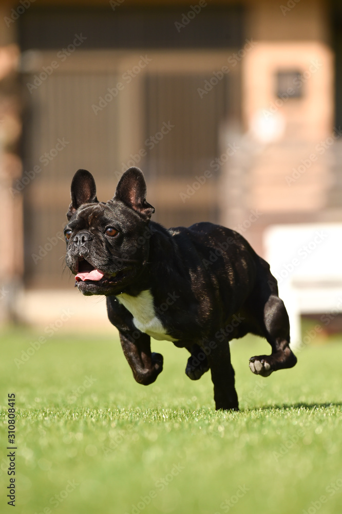 フレンチブルドッグ