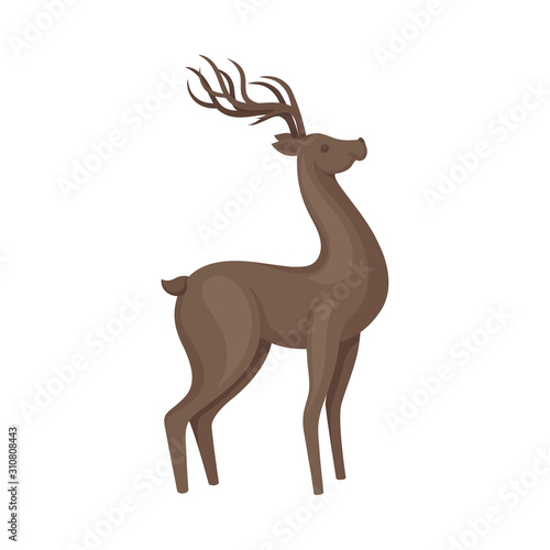 Forest Graceful Deer with Antlers in Standing Pose Vector Illustration. Wildlife of Forest Mammals Concept