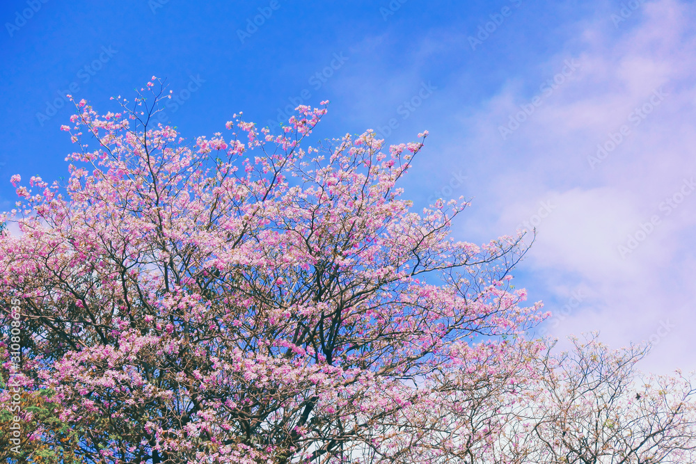 blooming pink flowers in spring blooming pink flowers in spring