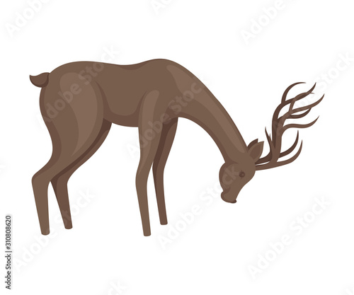 Forest Graceful Deer with Antlers in Standing Pose Bending to the Ground Vector Illustration. Wildlife of Forest Mammals Concept