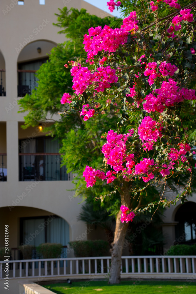 bright pink flowers on a tropical tree in front of the house