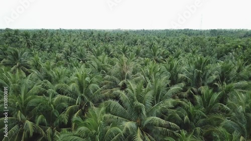 A vast coconut garden with thousands of coconut trees in Ben Tre province, Vietnam photo