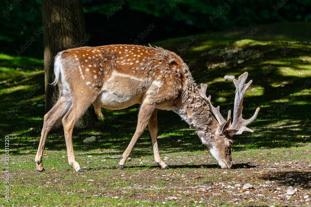 The fallow deer, Dama mesopotamica is a ruminant mammal The fallow deer, Dama mesopotamica is a ruminant mammal