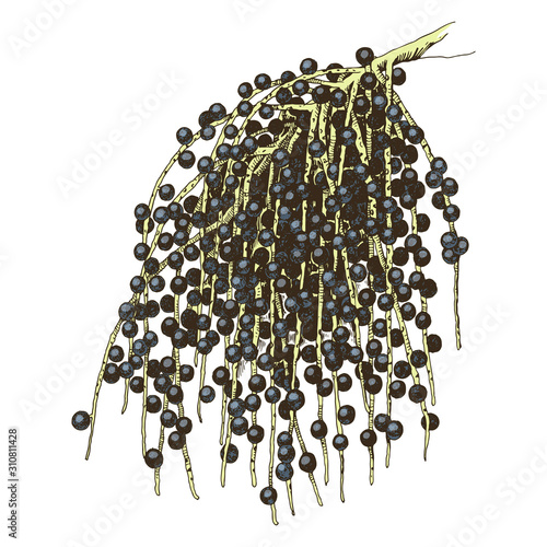 Hand drawn acai palm branch