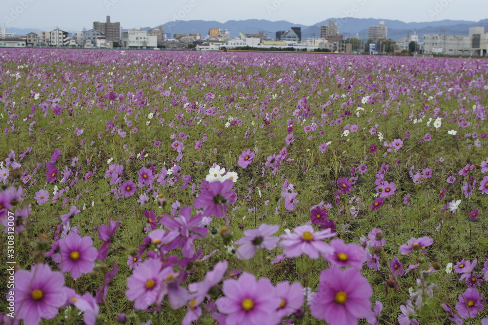  Cosmos field in cloudy weather