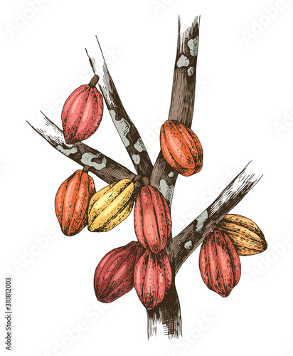 Hand drawn cocoa pods on the tree branches