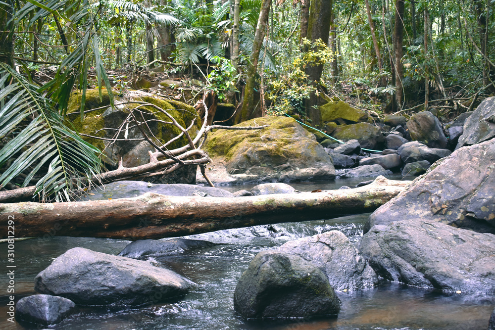 Fototapeta premium a river in between a dense forest