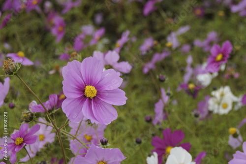  Cosmos field in cloudy weather