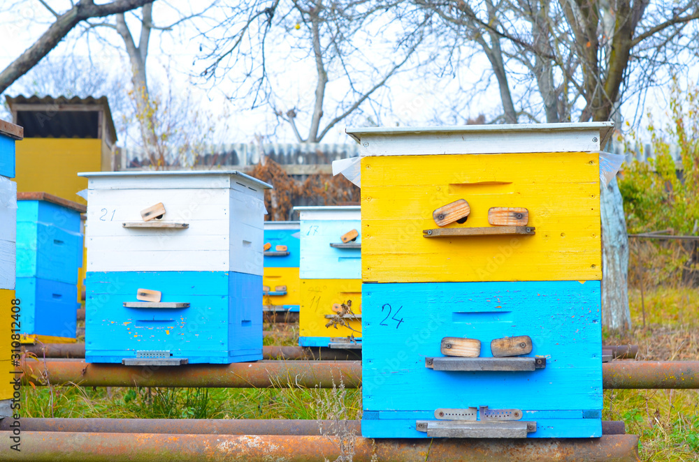 Yellow and blue bee hives are on the garden plot. The breeding of bees, honey production. Selective focus. Yellow and blue bee hives are on the garden plot. The breeding of bees, honey production. Selective focus.