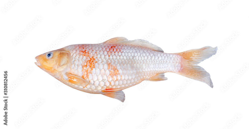 Single carp or koi fish isolated on white background with clipping path Single carp or koi fish isolated on white background with clipping path