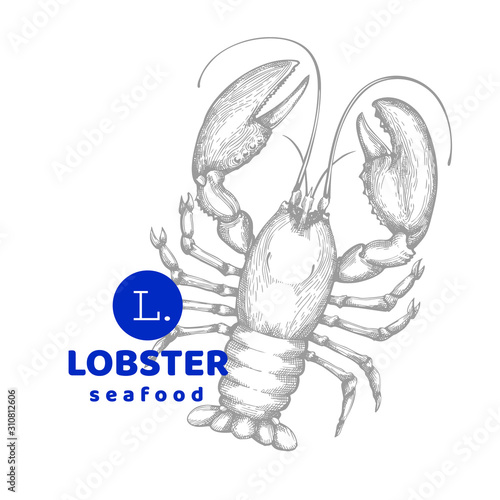 Lobster illustration. Hand drawn vector seafood illustration. Engraved style. Vintage sea animal image