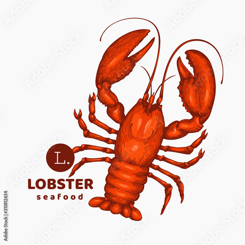 Lobster colored illustration. Hand drawn vector seafood illustration. Engraved style. Vintage sea animal image