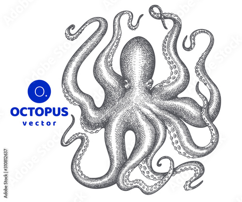 Octopus illustration. Hand drawn vector seafood illustration. Engraved style squid. Retro zoology image