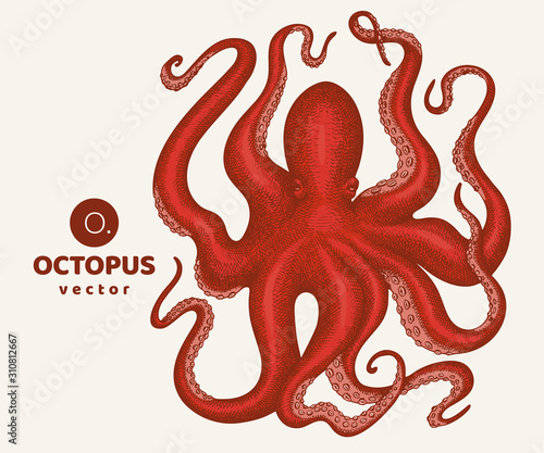 Octopus colored illustration. Hand drawn vector seafood illustration. Engraved style squid. Retro zoology image