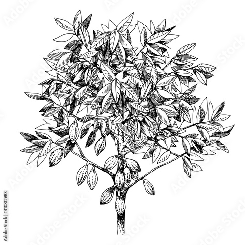 Hand drawn cocoa tree with ripe fruits