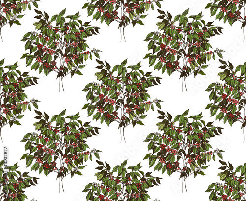 Seamless pattern with young arabica coffee trees