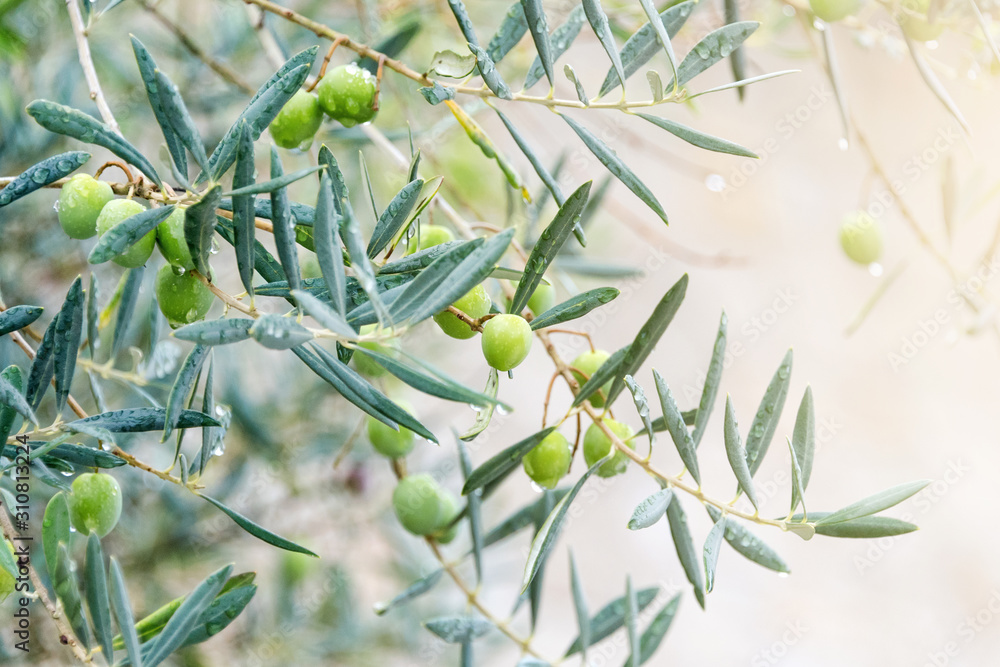 Fototapeta premium Green olives tree, few branches. Young olive tree with leaves, natural agricultural food background