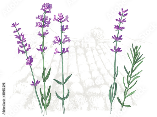 Hand drawn lavender flowers and branches over the field