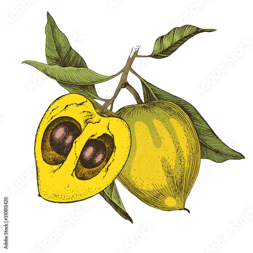 Hand drawn lucuma fruits on a branch