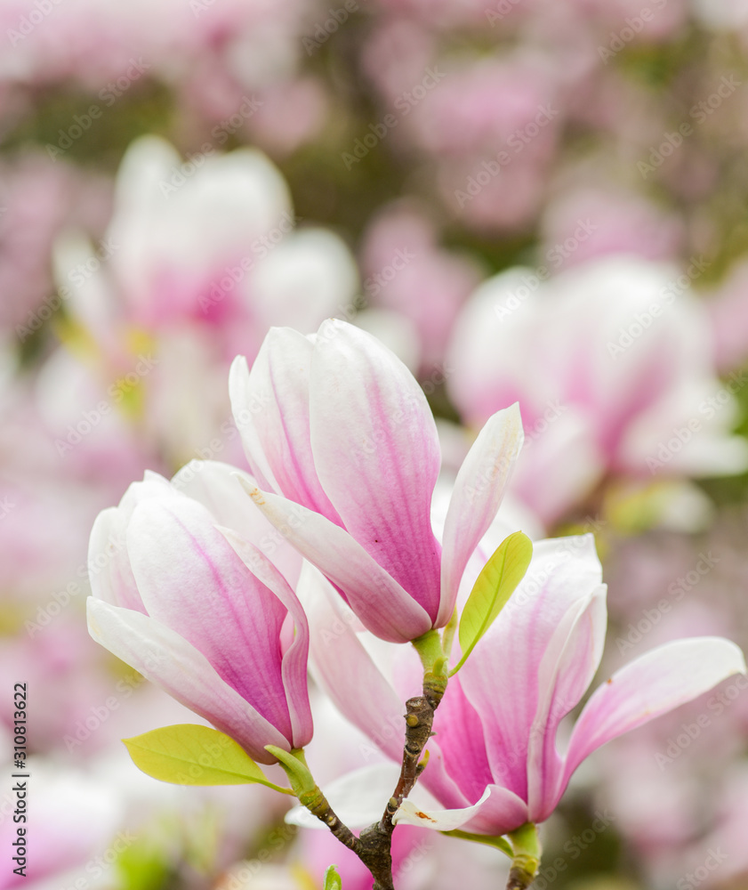 Botany and gardening. Branch of magnolia. Magnolia flowers. Magnolia flowers background close up. Floral backdrop. Botanical garden concept. Tender bloom. Aroma and fragrance. Spring season