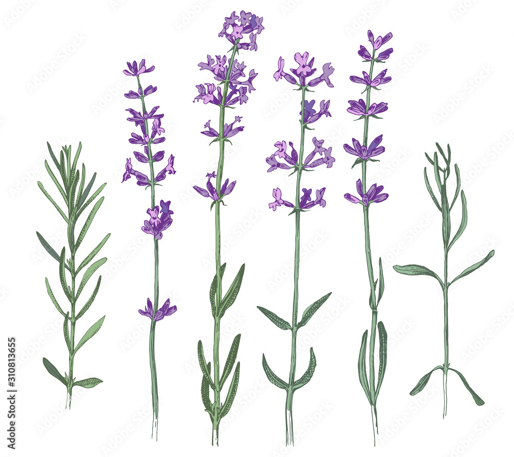 Naklejka premium Hand drawn lavender flowers and branches