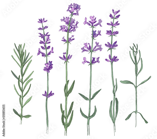 Hand drawn lavender flowers and branches