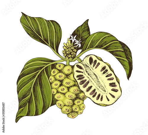 Hand drawn vector noni branch.