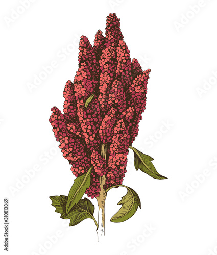 Hand drawn monochrome quinoa plant
