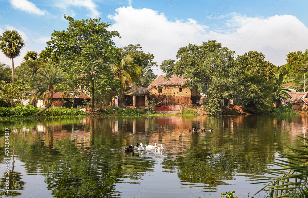 Village pond with view mud hut and ducks swimming in the water at Bolpur district of West Bengal, India